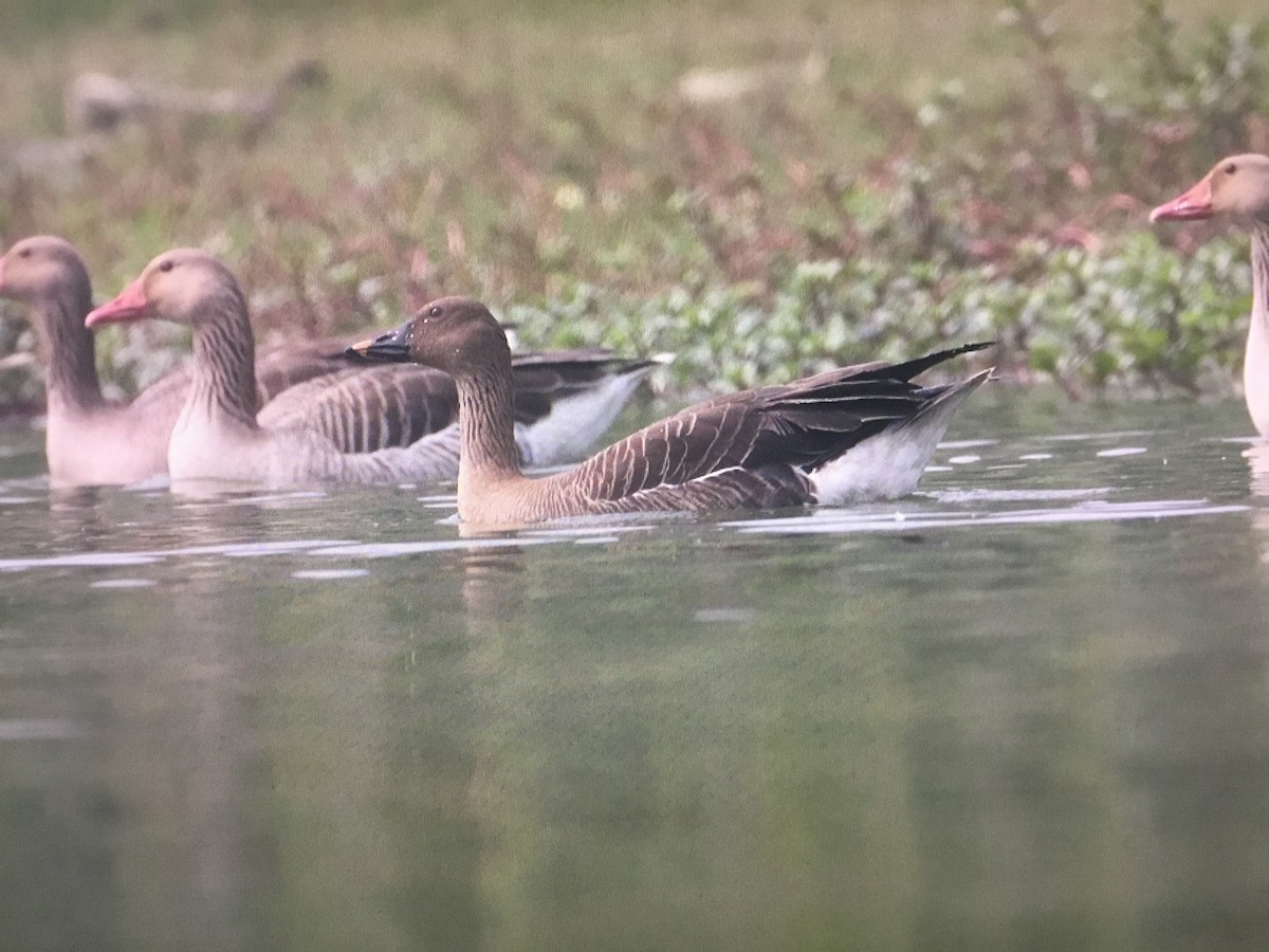 Tundra Bean-Goose - ML598795491