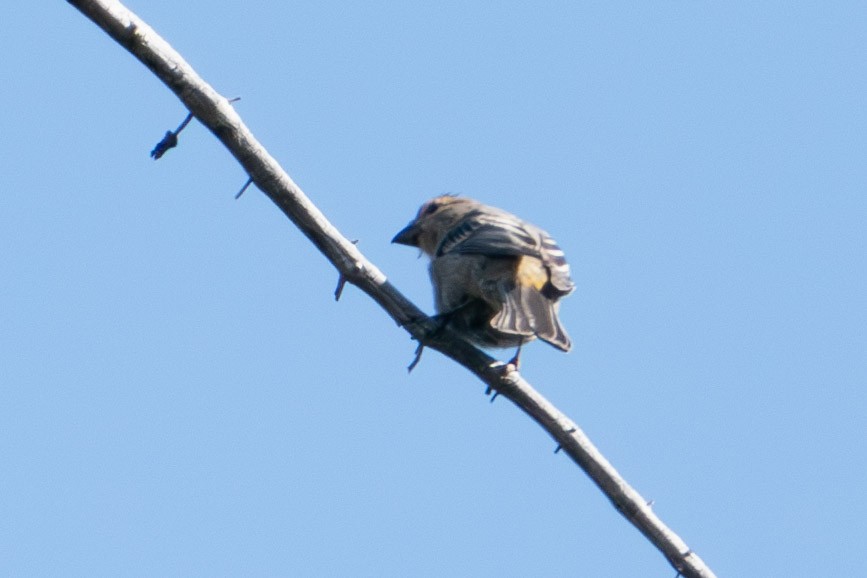 Pine Grosbeak - ML598795761