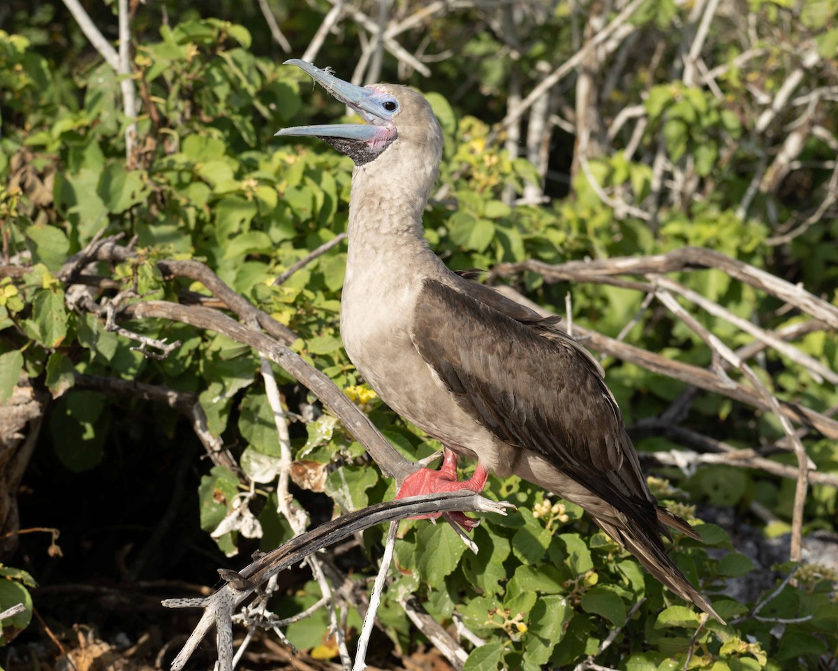 Red-footed Booby (Eastern Pacific) - ML598795811