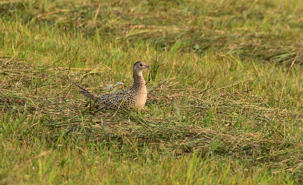 Ring-necked Pheasant - ML598797161