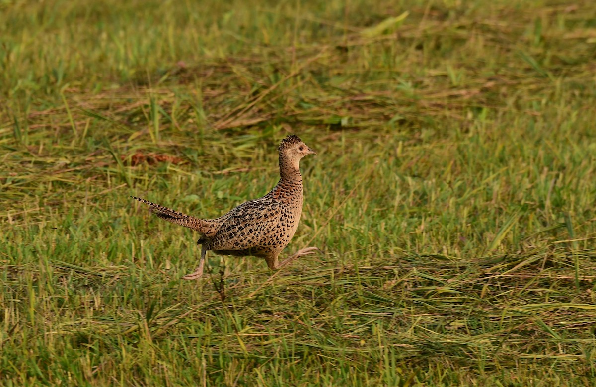 Ring-necked Pheasant - ML598797181
