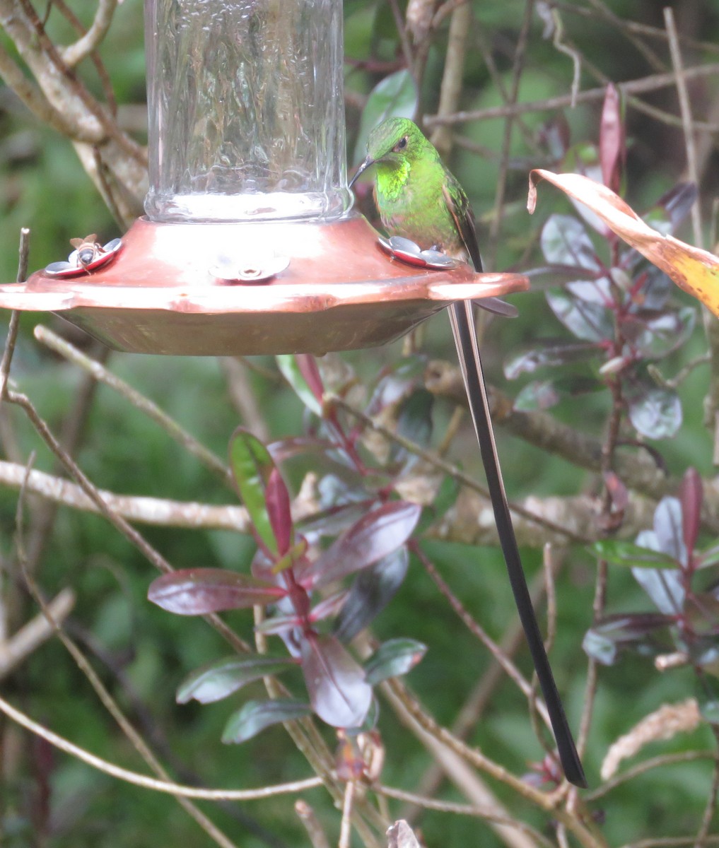 Black-tailed Trainbearer - ML598797251