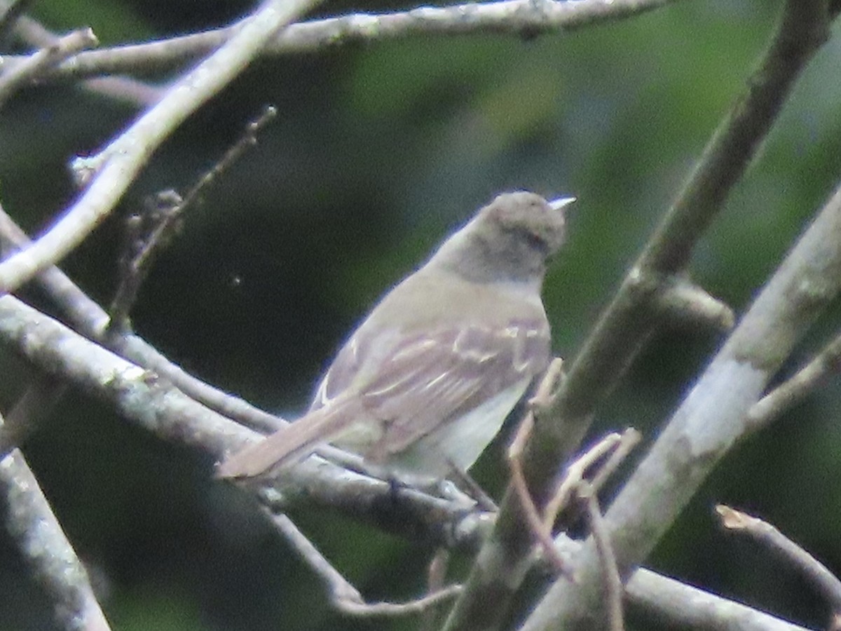 Least Flycatcher - ML598797461