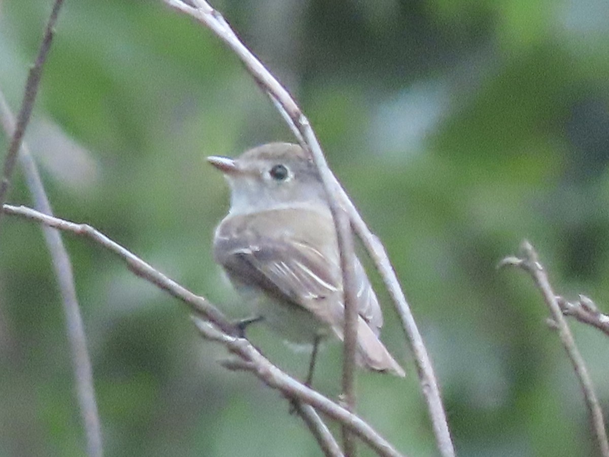 Least Flycatcher - ML598797471