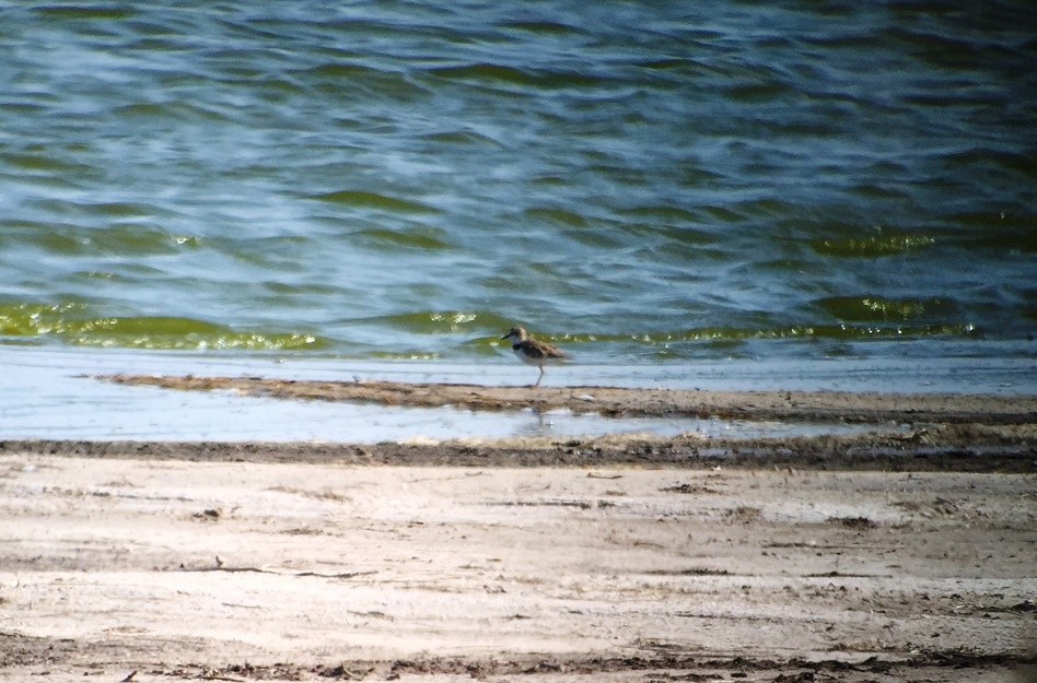 Collared Plover - ML598797571