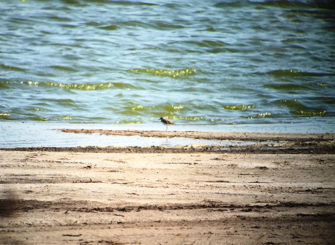 Collared Plover - ML598797581