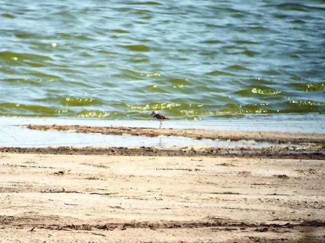 Collared Plover - ML598797591