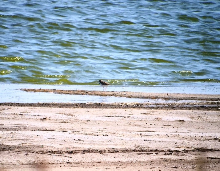 Collared Plover - ML598797601