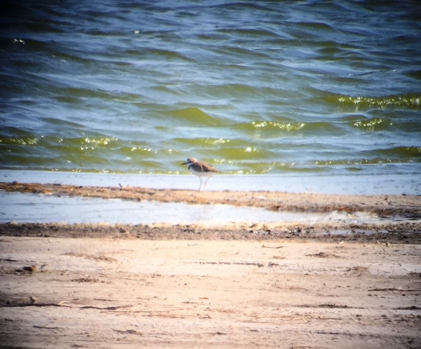 Collared Plover - Mike Resch