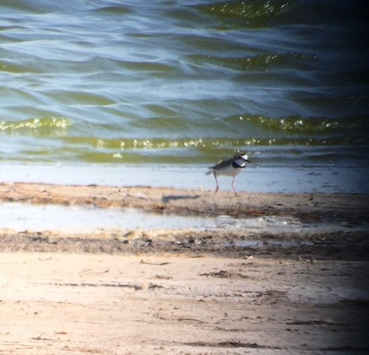 Collared Plover - ML598797621