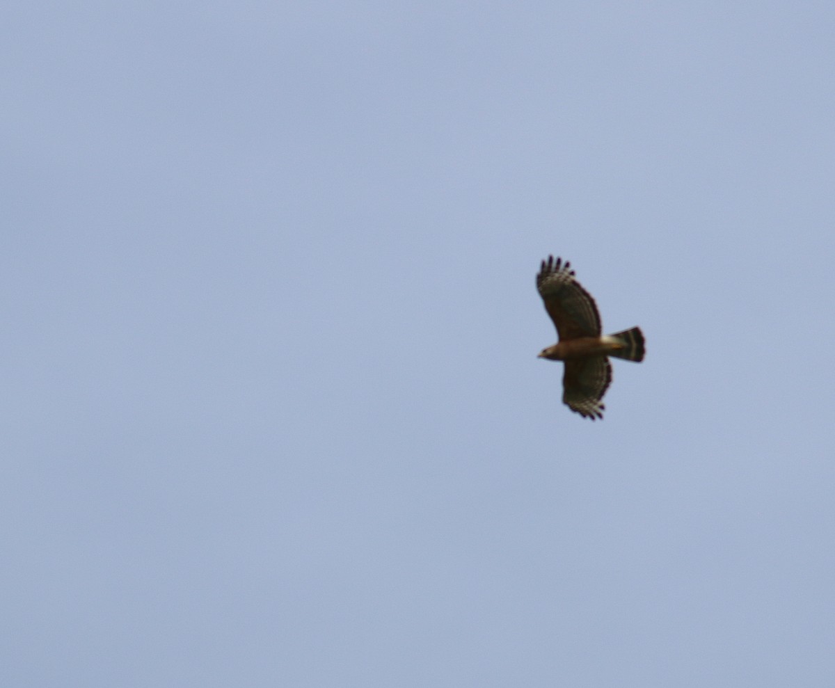 Red-shouldered Hawk - ML59879811
