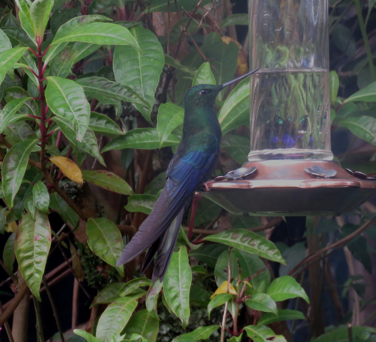 Great Sapphirewing - ML598798431