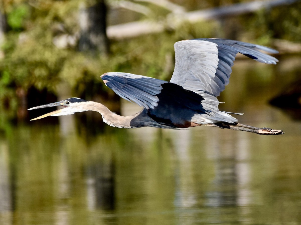 Great Blue Heron - ML598798931