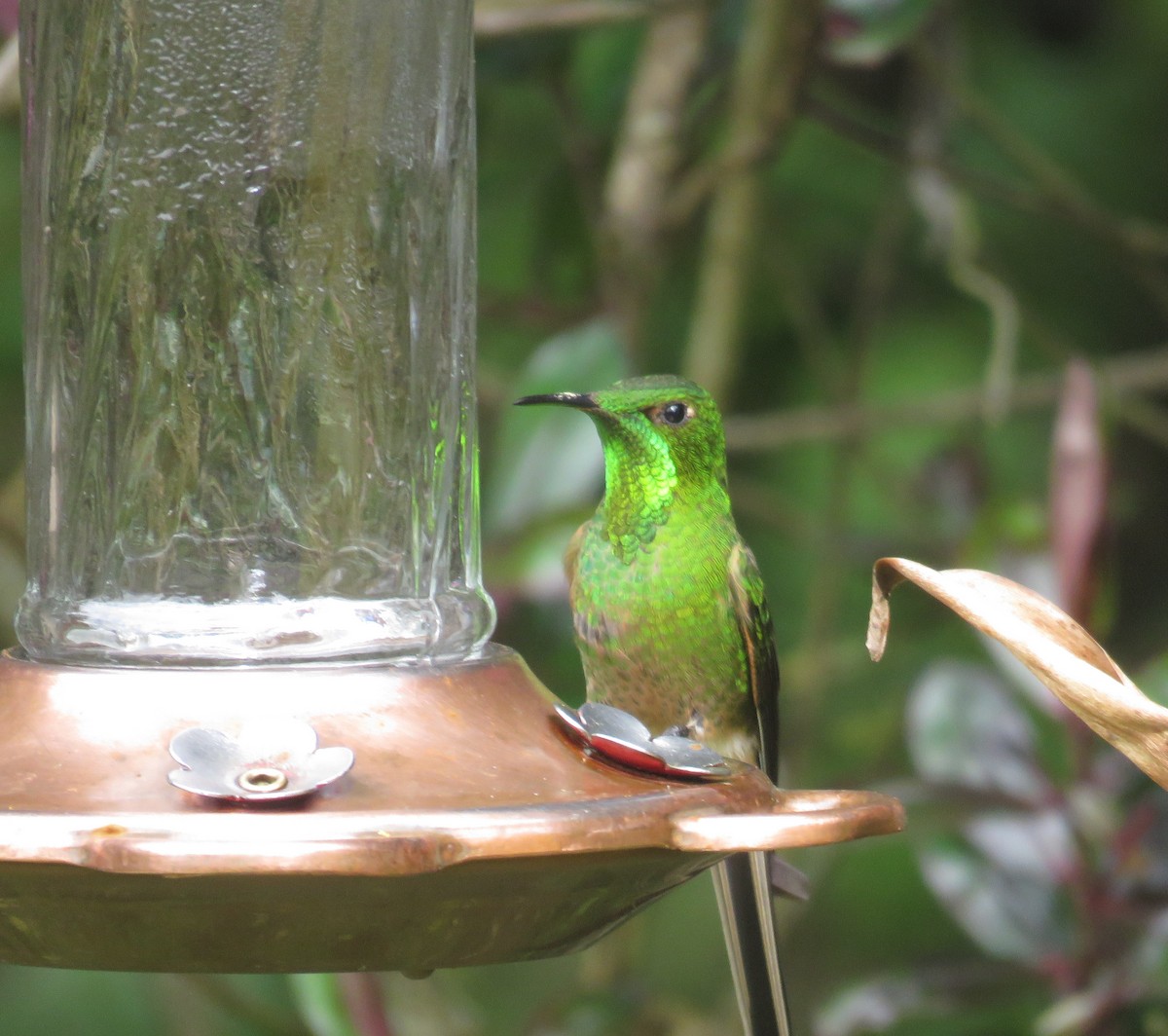 Black-tailed Trainbearer - ML598799141