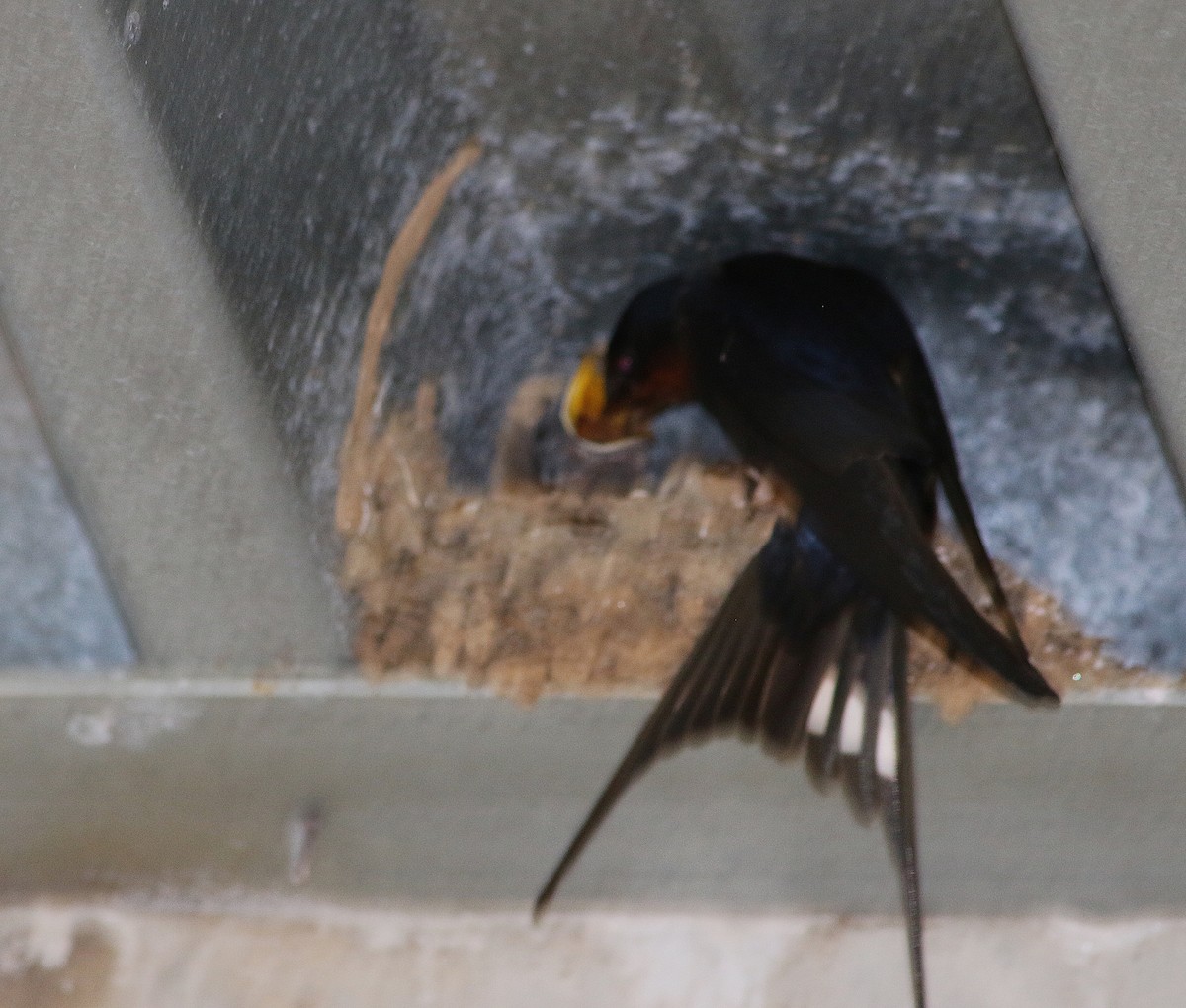 Barn Swallow - ML59879941