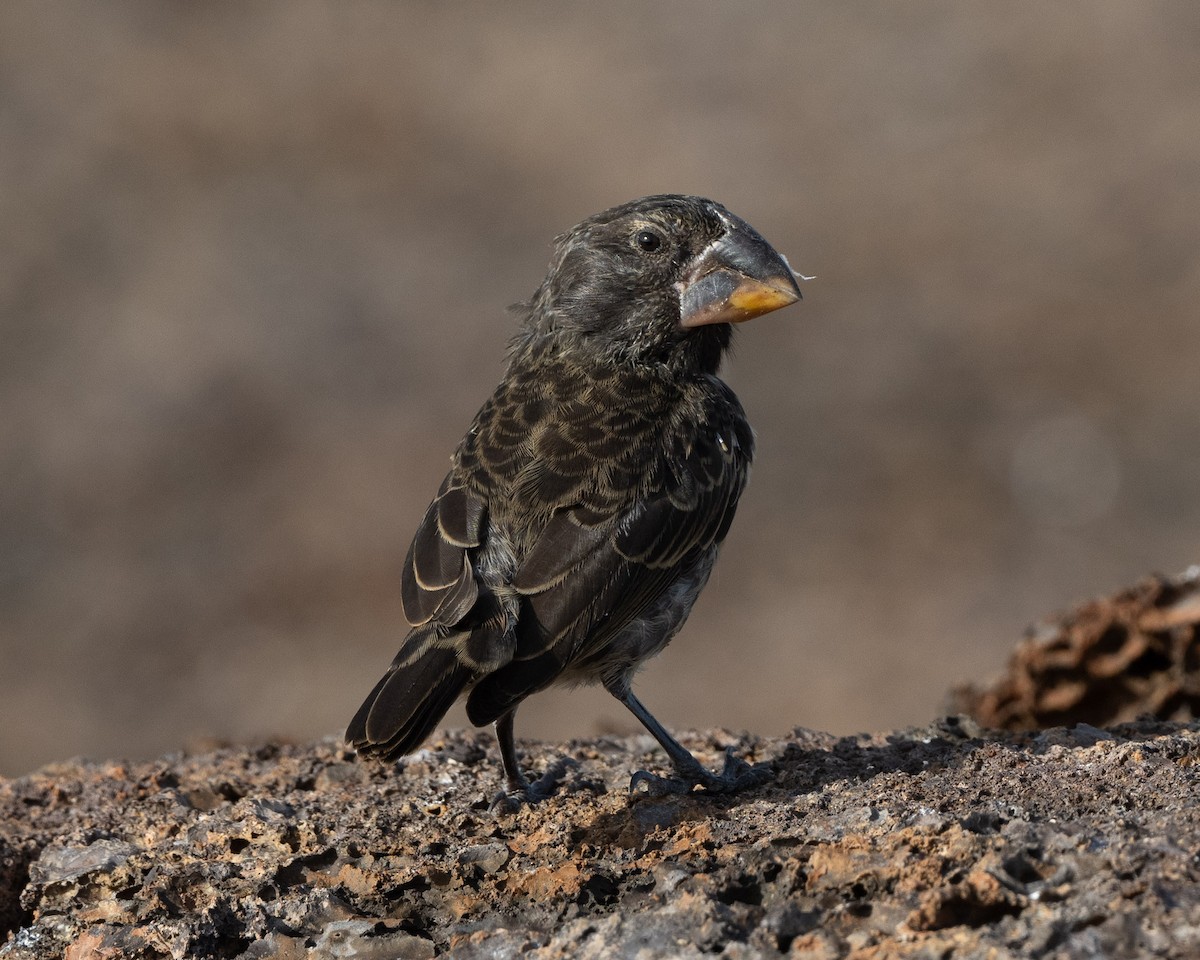 Large Ground-Finch - ML598799601