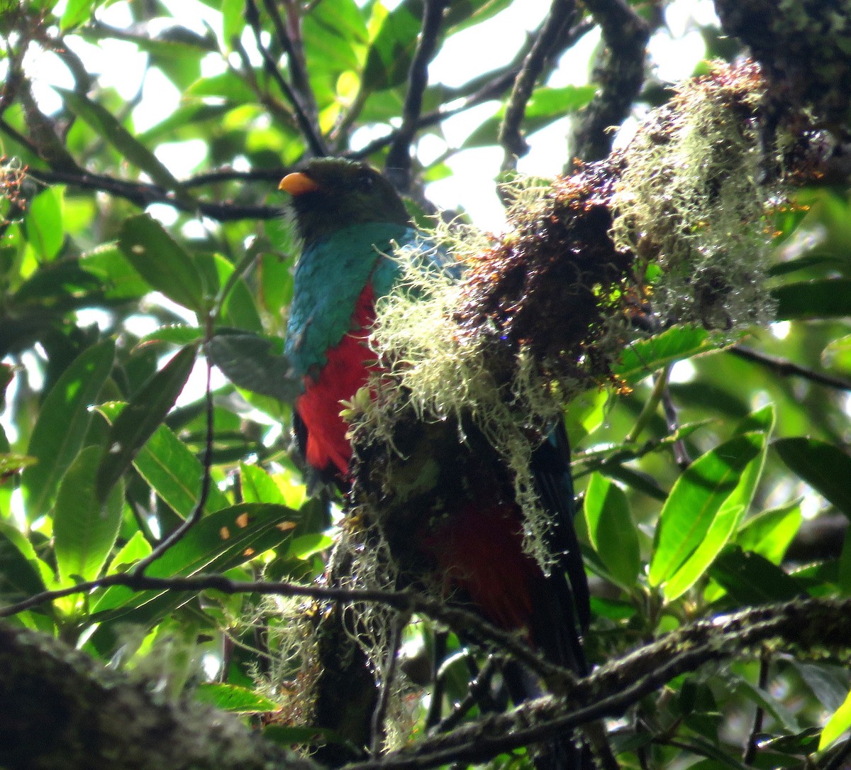 Golden-headed Quetzal - ML598799651