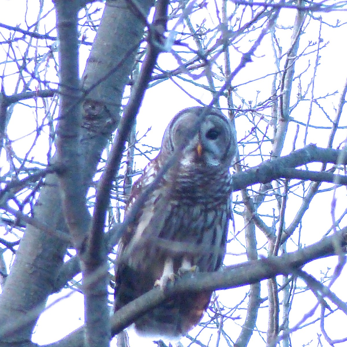 Barred Owl - ML598800241