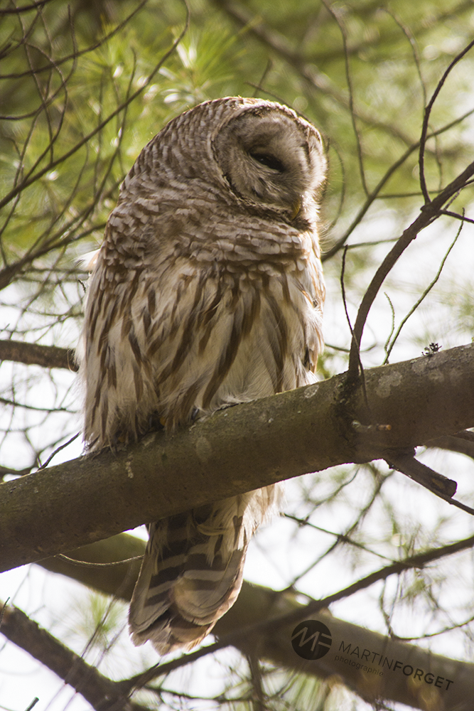 Barred Owl - ML59880061