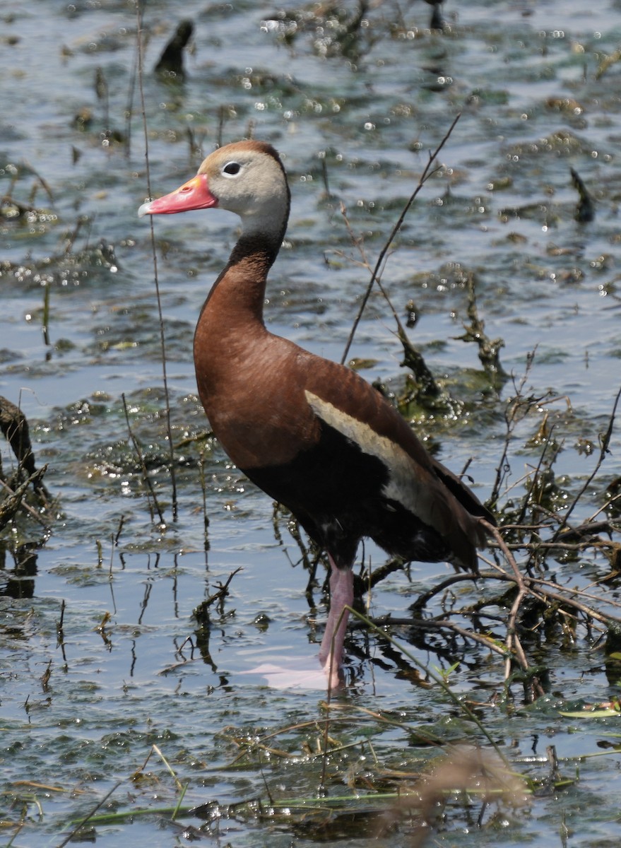 Black-bellied Whistling-Duck - Tami Reece