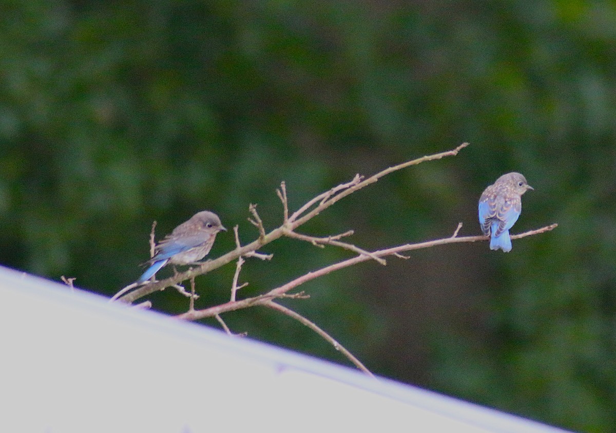 Eastern Bluebird - ML59880091