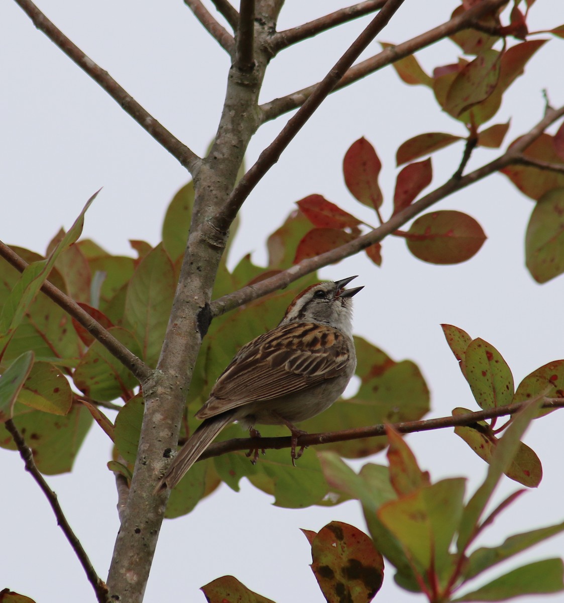 Chipping Sparrow - ML59880111