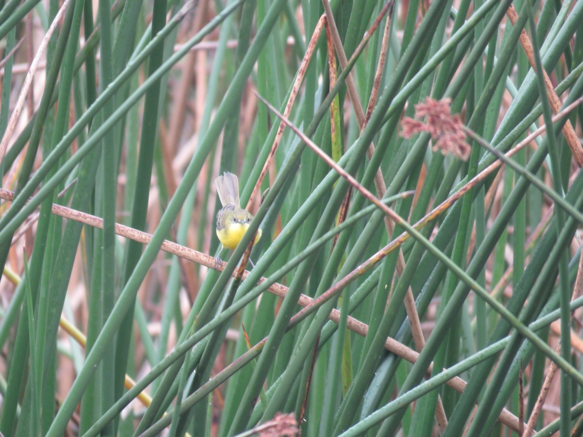 Subtropical Doradito - ML598802131