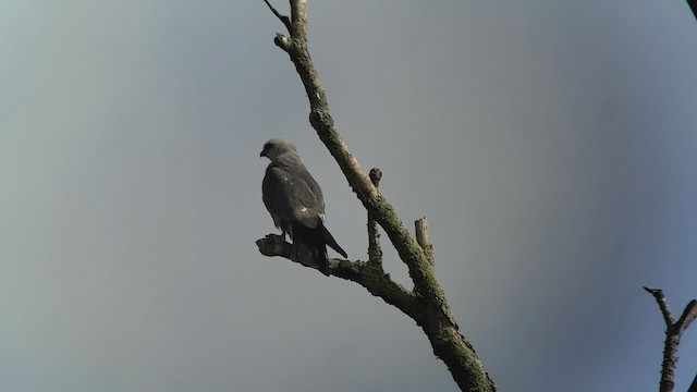 Mississippi Kite - ML598802161