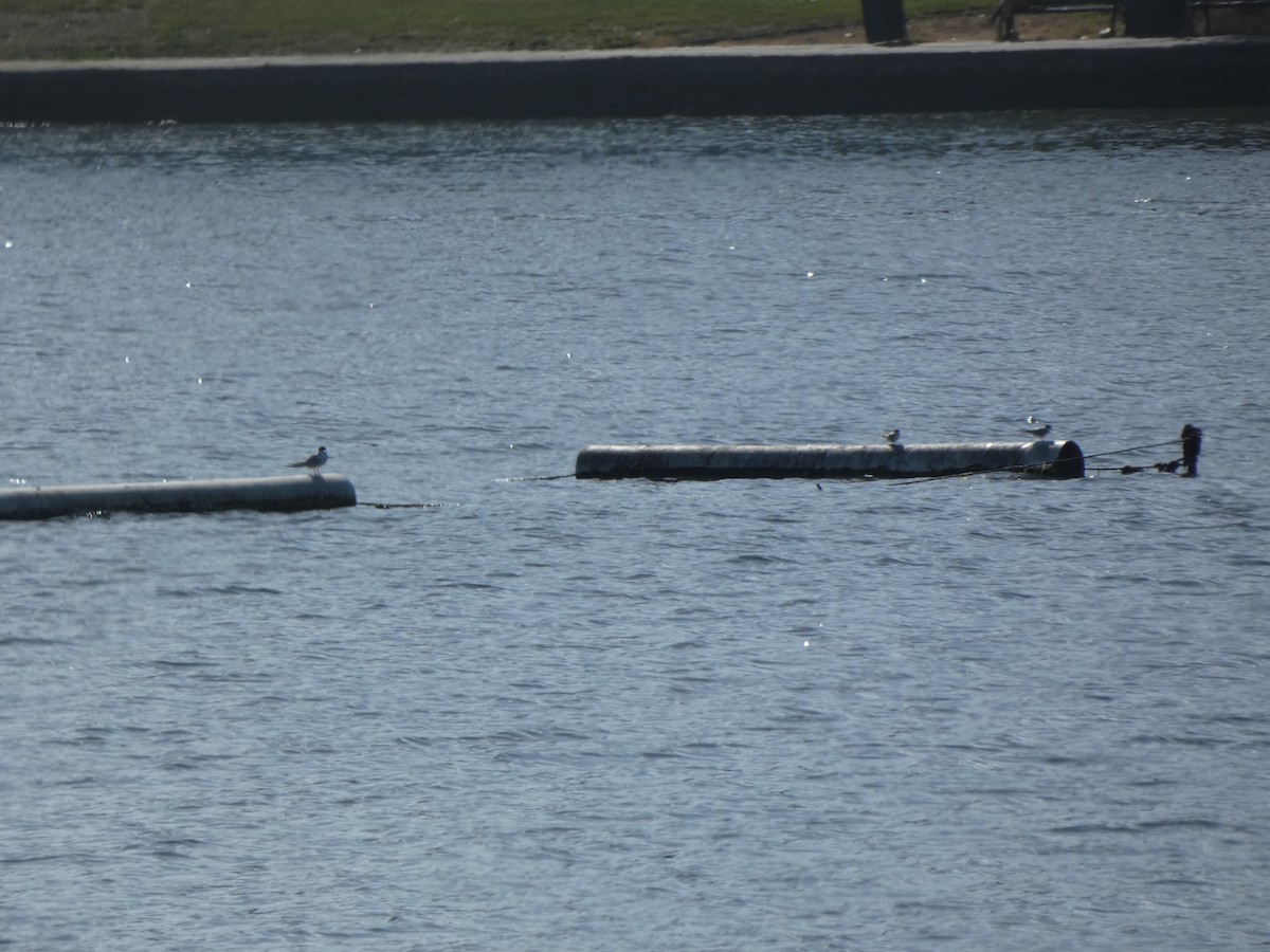 Forster's Tern - ML598802301