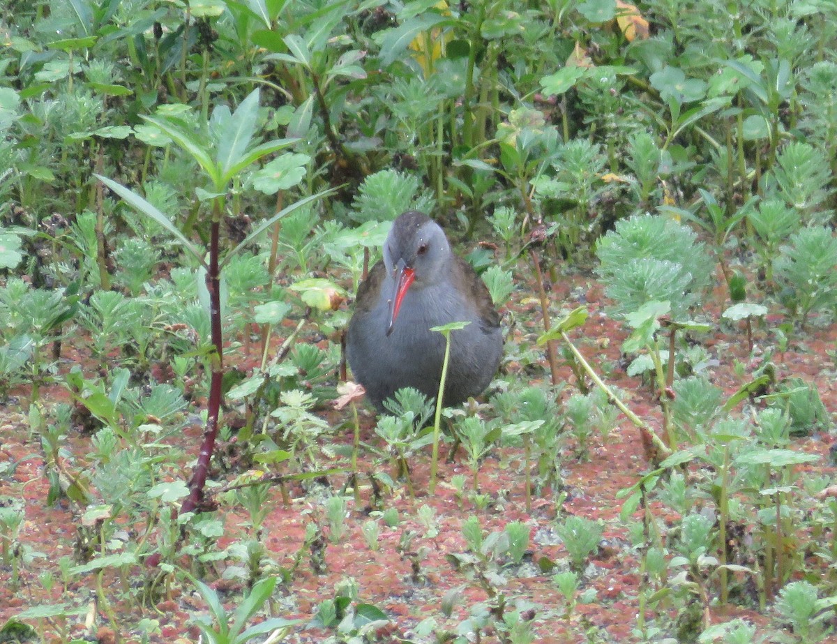 Bogota Rail - ML598802321