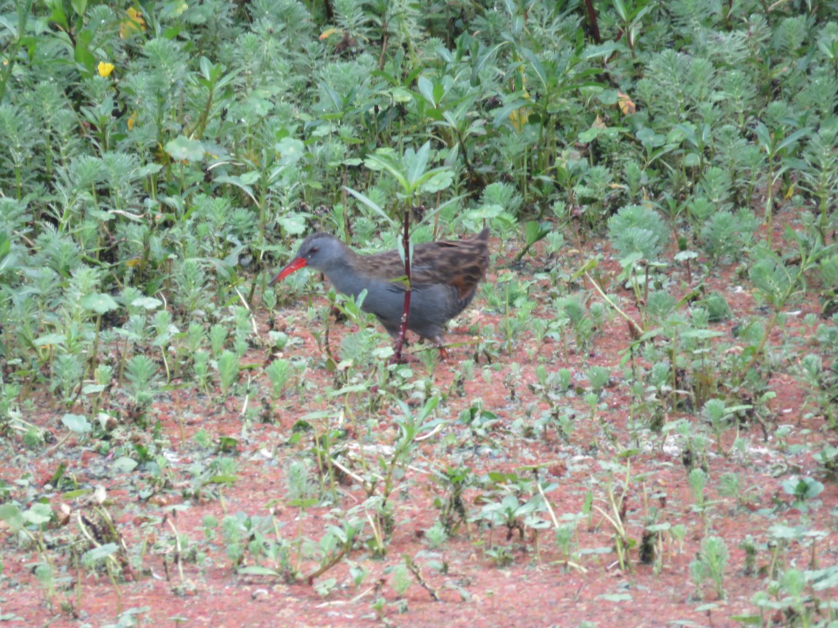Bogota Rail - ML598802451