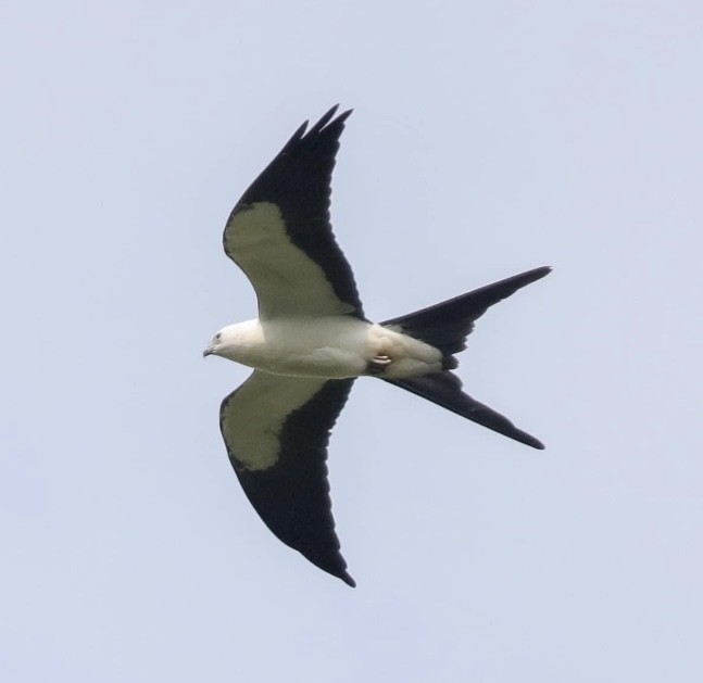 Swallow-tailed Kite - ML598802911