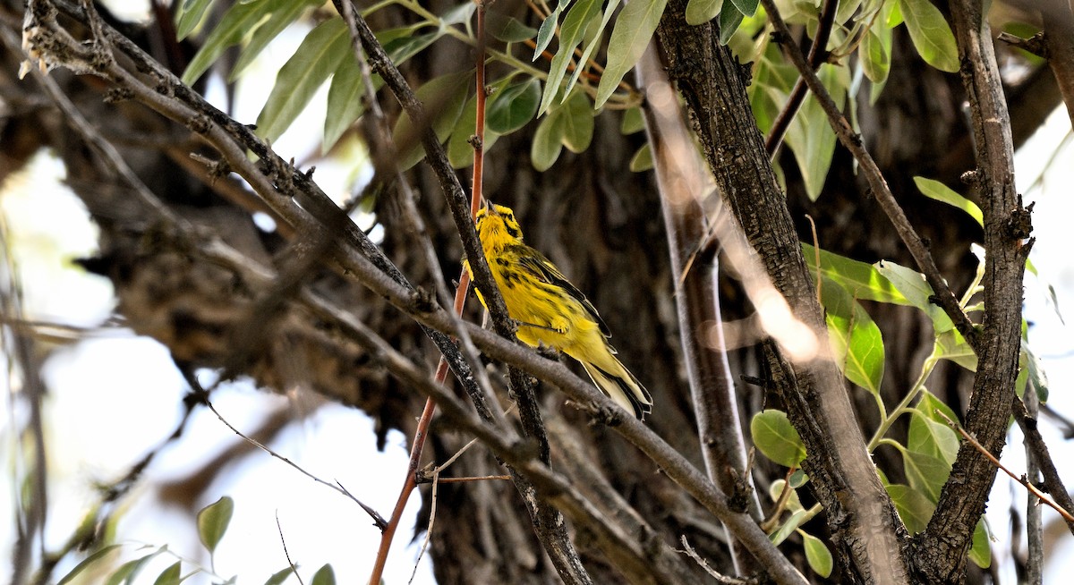 Prairie Warbler - ML598802931