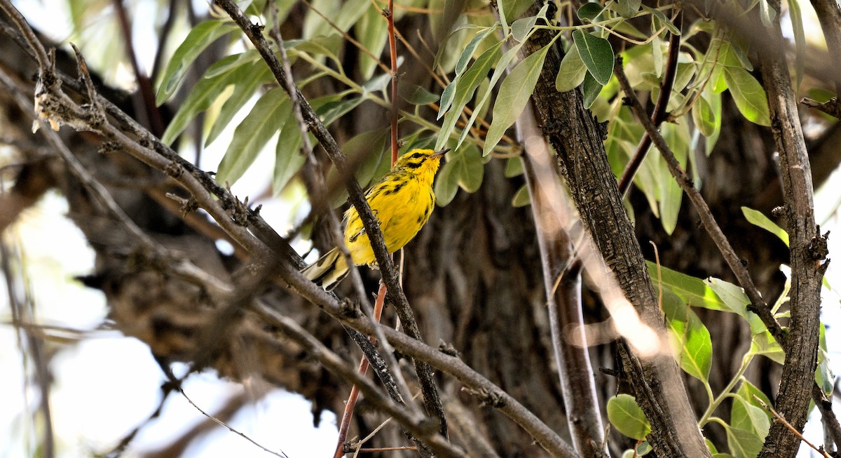 Prairie Warbler - ML598802971