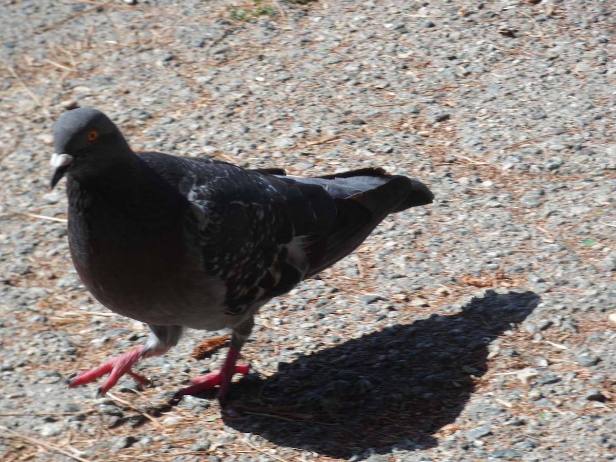 Rock Pigeon (Feral Pigeon) - ML598803321