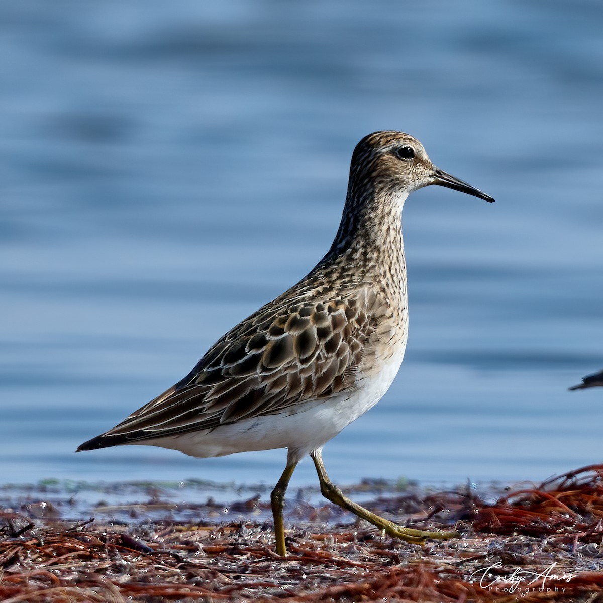 Pectoral Sandpiper - Corby Amos