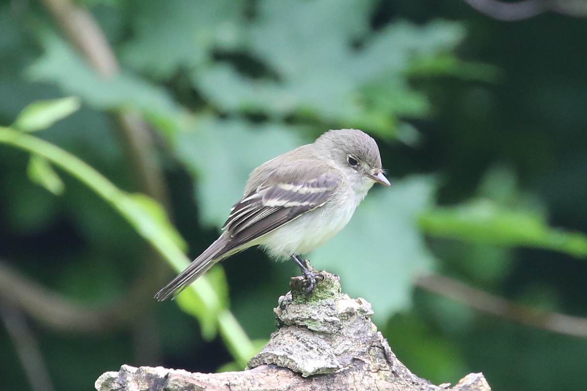 Acadian Flycatcher - ML59880351