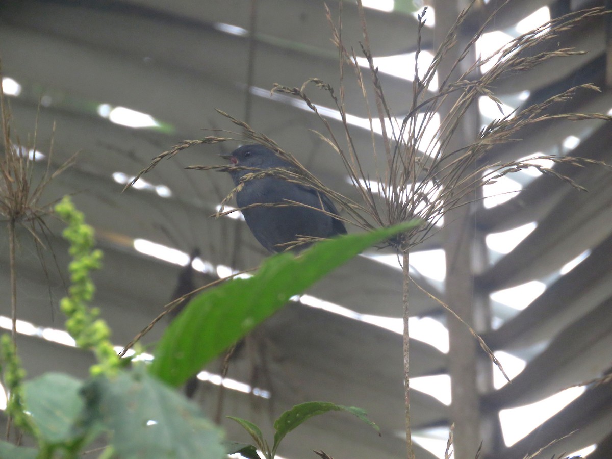 Slaty Finch - ML598803731