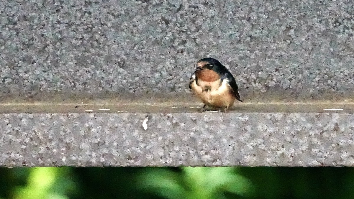 Barn Swallow - ML598804331