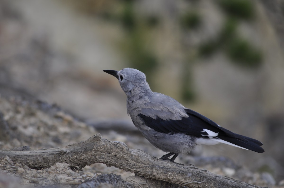 Clark's Nutcracker - ML598804761