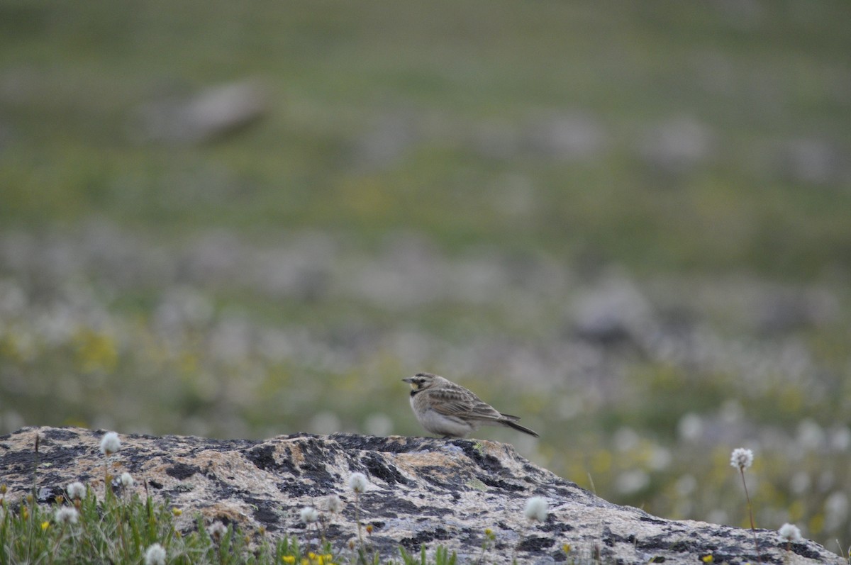 fjellerke - ML598804801