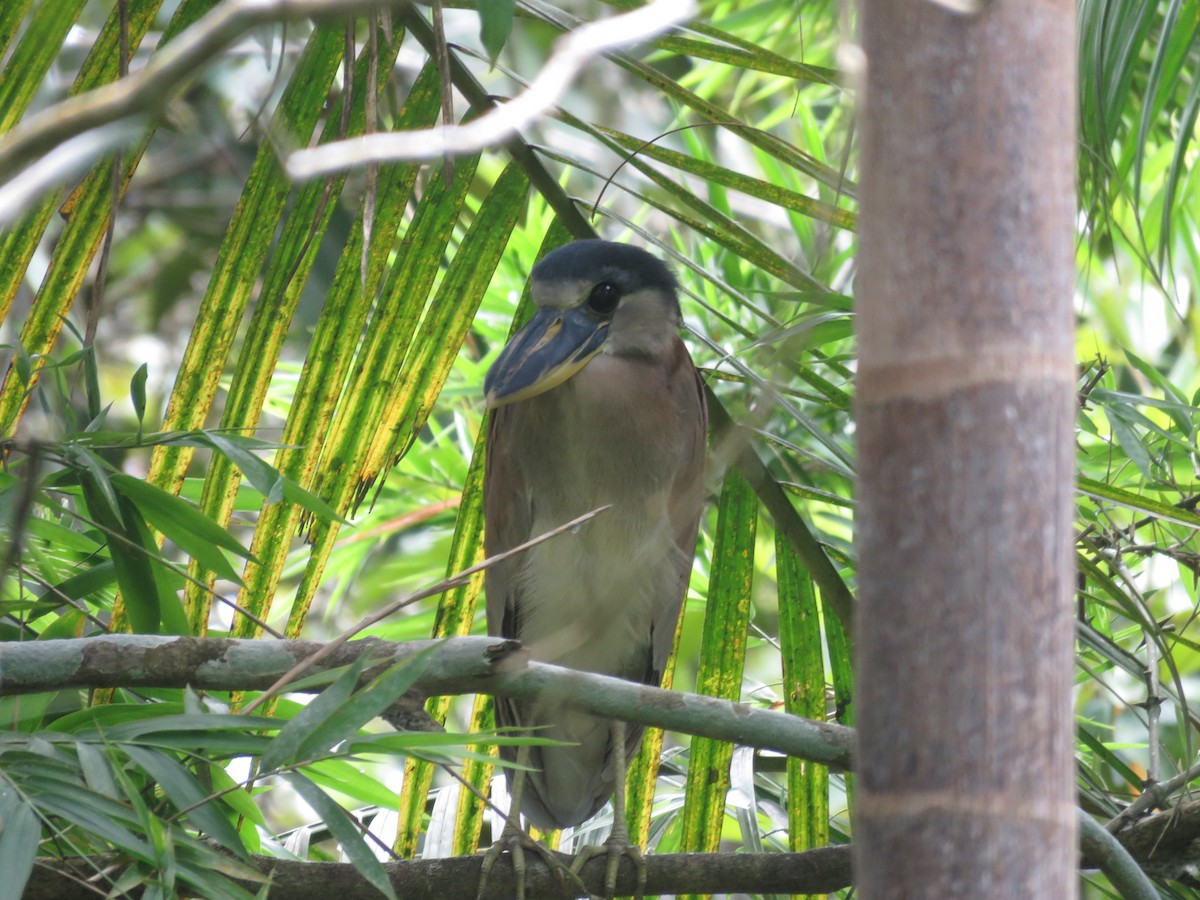 Boat-billed Heron - ML598804991