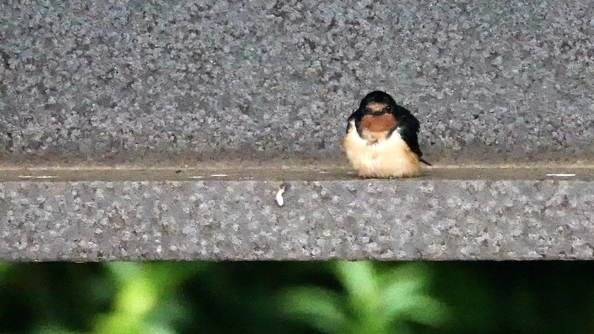 Barn Swallow - ML598805291