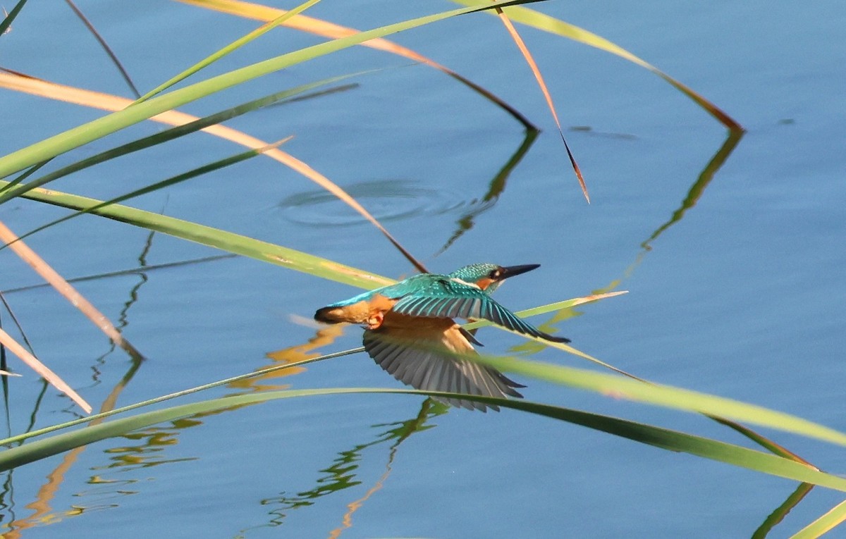 Martin-pêcheur d'Europe - ML598806121