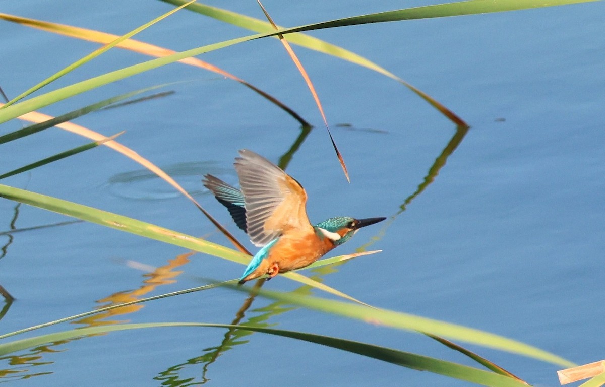 Martin-pêcheur d'Europe - ML598806131