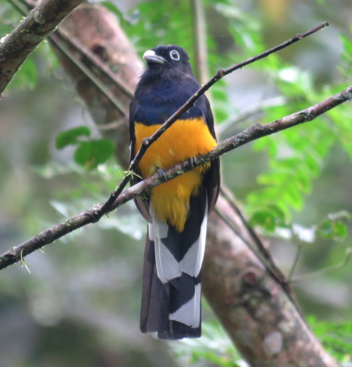 Green-backed Trogon - ML598806151