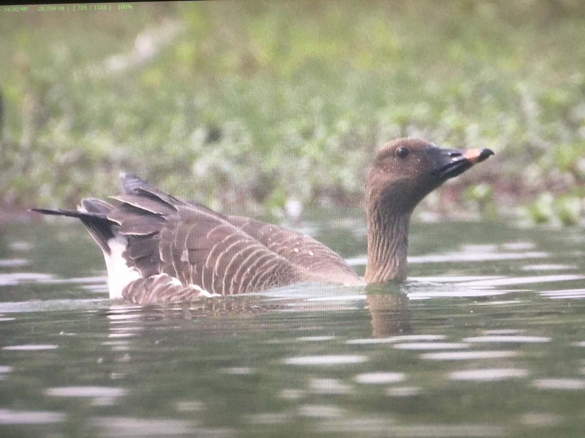 Tundra Bean-Goose - ML598806171