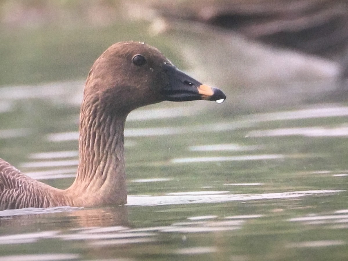 Tundra Bean-Goose - ML598806651