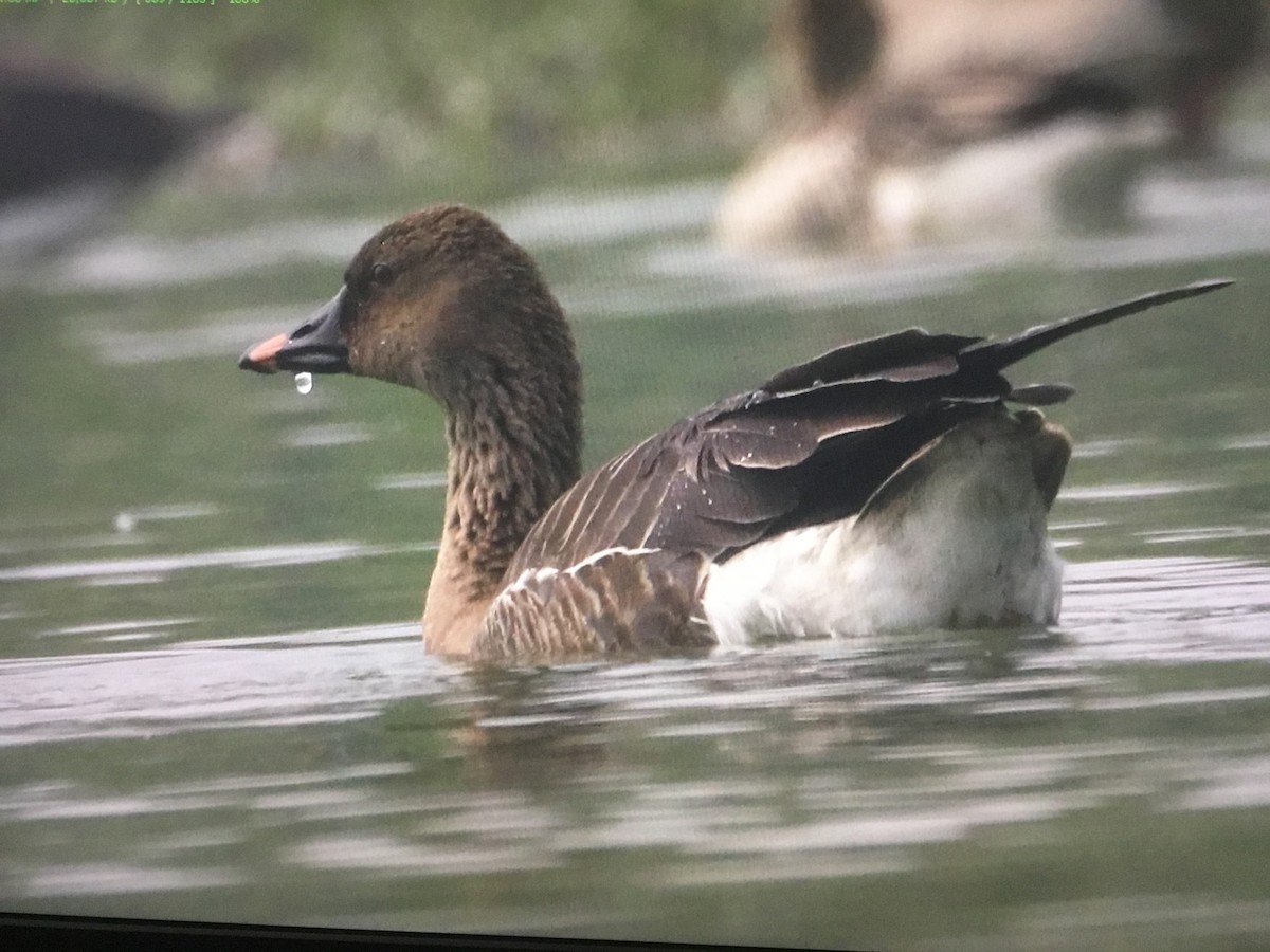 Tundra Bean-Goose - ML598806941