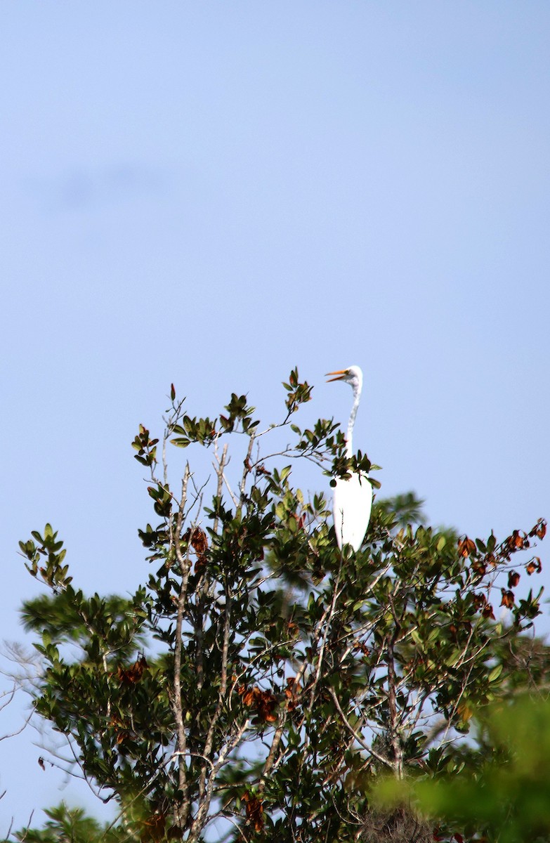 Great Egret - ML598807021